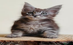 Maine Coon cats for sale: Beautiful pure bread maine coon kittens  - Image 18