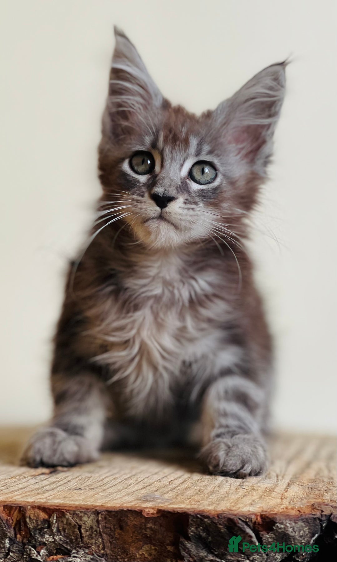 Maine Coon cats for sale: Beautiful pure bread maine coon kittens  - Image 18