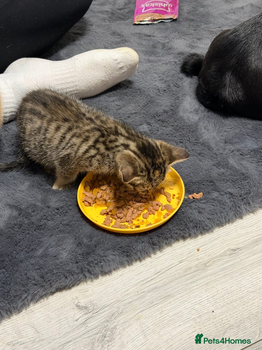 Mixed Breed cats for sale: Kittens - Advert 6