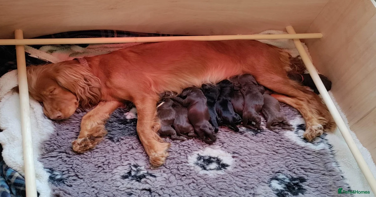 Cocker Spaniel Puppies for sale for sale in Reading | Pets4Homes