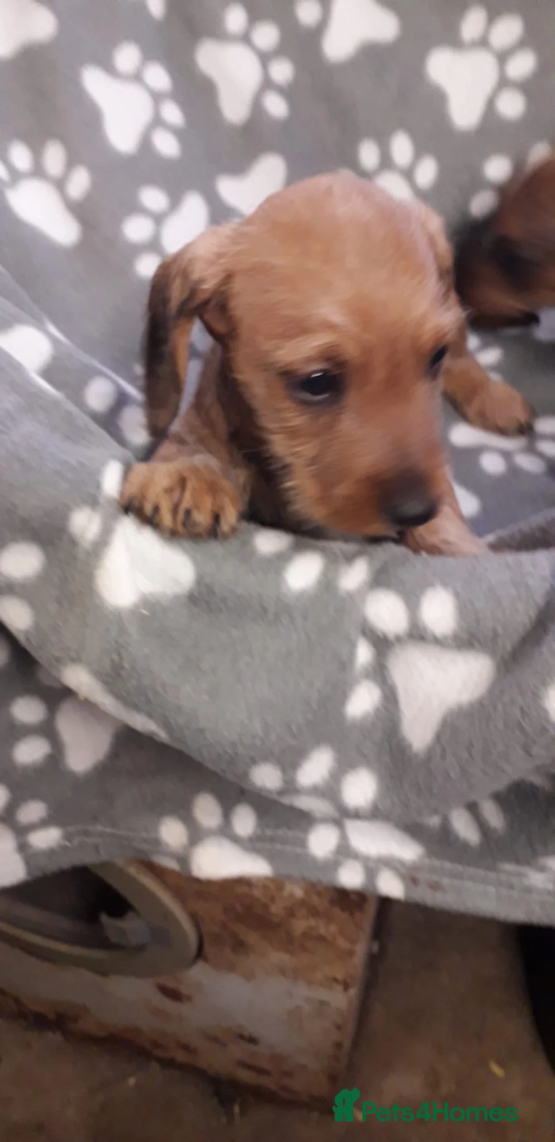 Dachshund dogs for sale: 2 Dachshund puppies for sale, ready to leave!  in Leeds - Advert 2