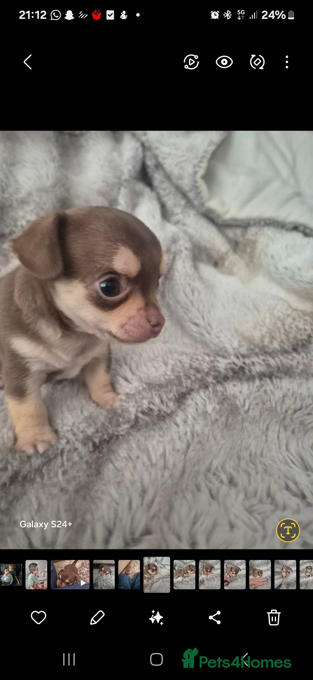 Chihuahua dogs for sale: Puppy - Image 2