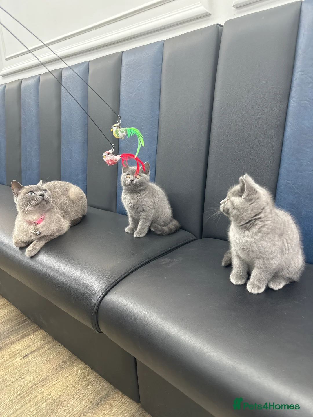 Brazilian Shorthair cats for sale: British shorthair blue kittens -microhipped&health - Advert 4