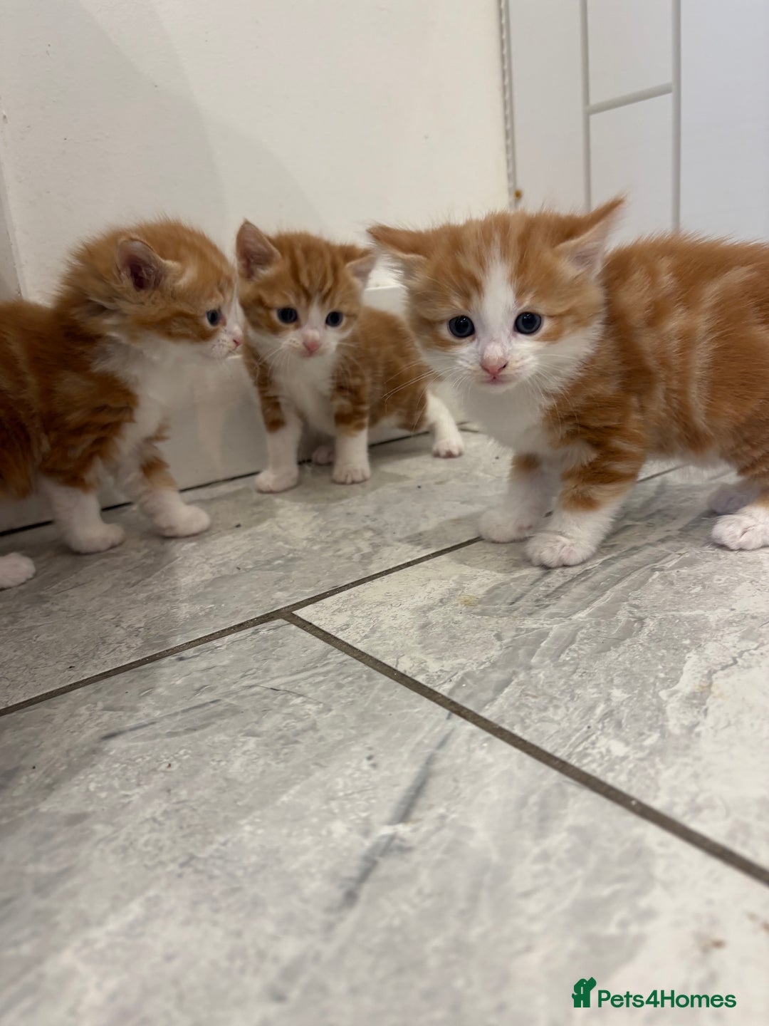 Mixed Breed cats for sale: 5 Beautiful Ragdoll/Tabby Kittens  - Image 9