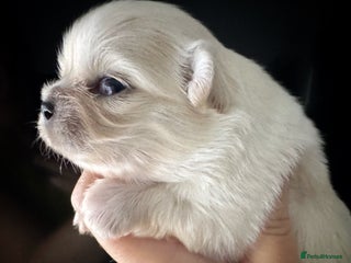 Chihuahua dogs KC qulity LC cream and choc chihuahua puppies - Advert 18