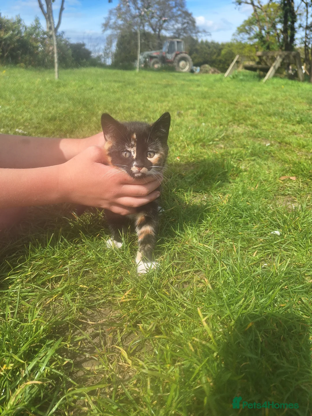 Mixed Breed cats for sale: 1 x female kitten for sale - Advert 5