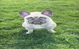 French Bulldog dogs for sale: Aiwa and Loya - Image 5