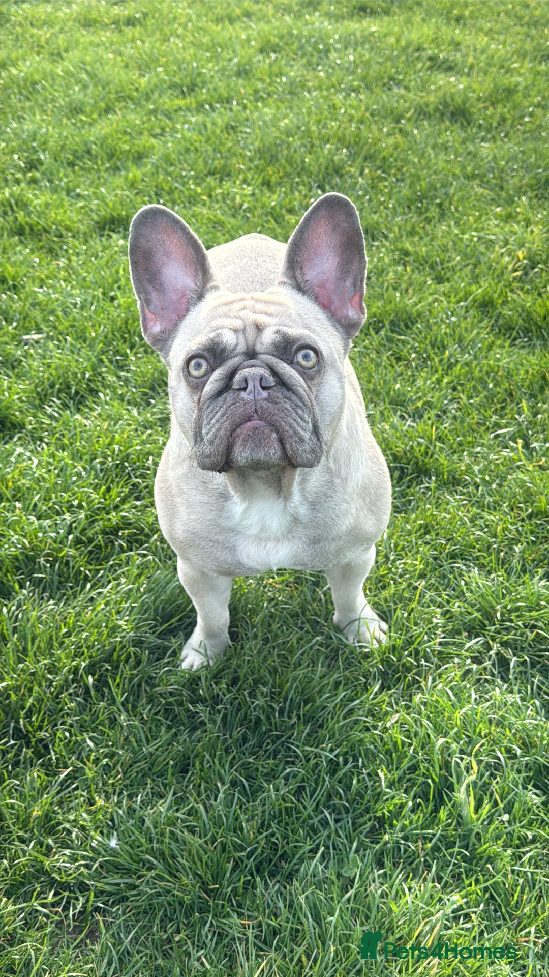 French Bulldog dogs for sale: Aiwa and Loya - Image 5