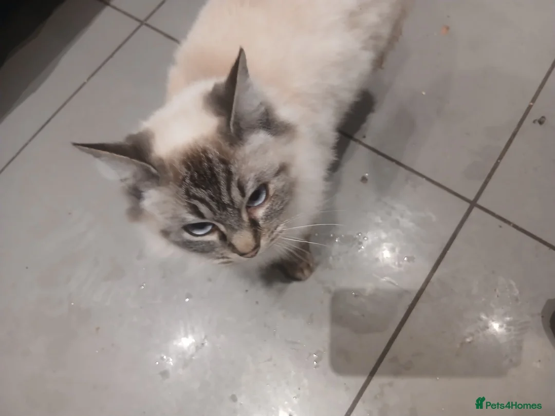 Mixed Breed cats for sale: Family cat persian mixed loving  - Advert 4