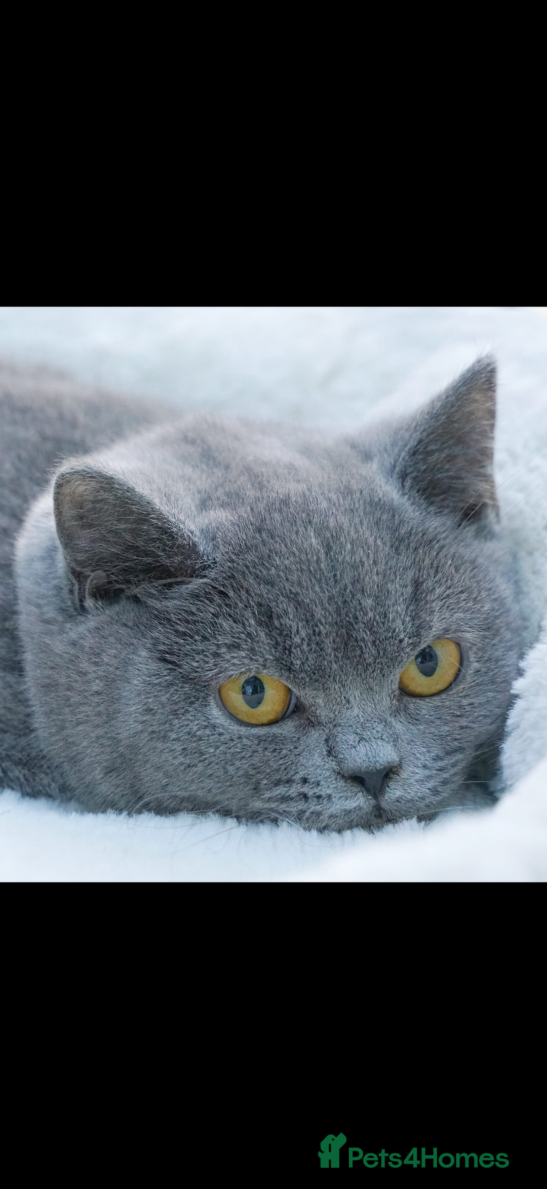 Mixed Breed cats for sale: Kittens ready today 😻 - Image 8