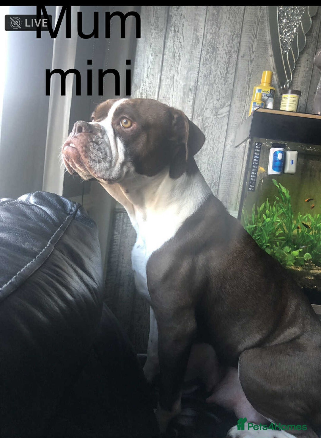 Staffordshire Bull Terrier dogs for sale: Beautiful litter of 10  - Advert 8