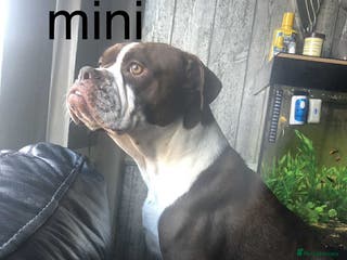 Staffordshire Bull Terrier dogs Beautiful litter of 10 - Advert 17