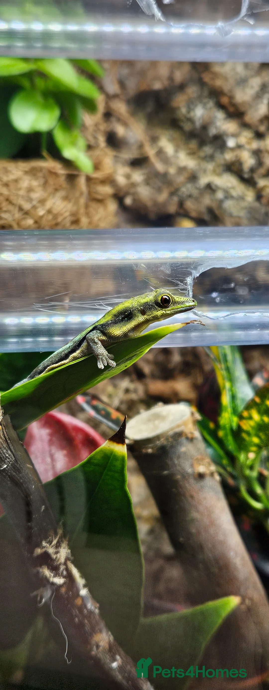Gecko reptiles for sale: Neon day gecko x4 bonded group 1.3 - Advert 1