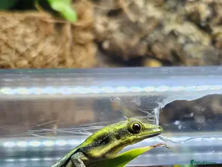 Gecko reptiles Neon day gecko x4 bonded group 1.3 - Advert 1