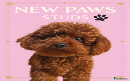 Toy Poodle dogs for stud: XXS Deep Mahogany Red Asian poodle Stud in Romford - Image 1