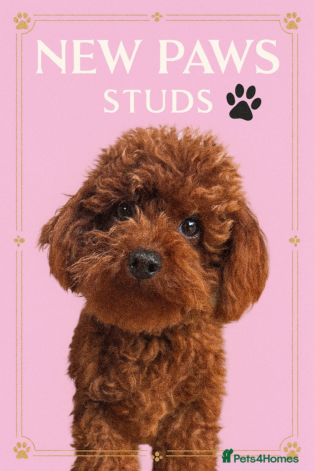 Toy Poodle dogs for stud: XXS Deep Mahogany Red Asian poodle Stud in Romford - Image 1