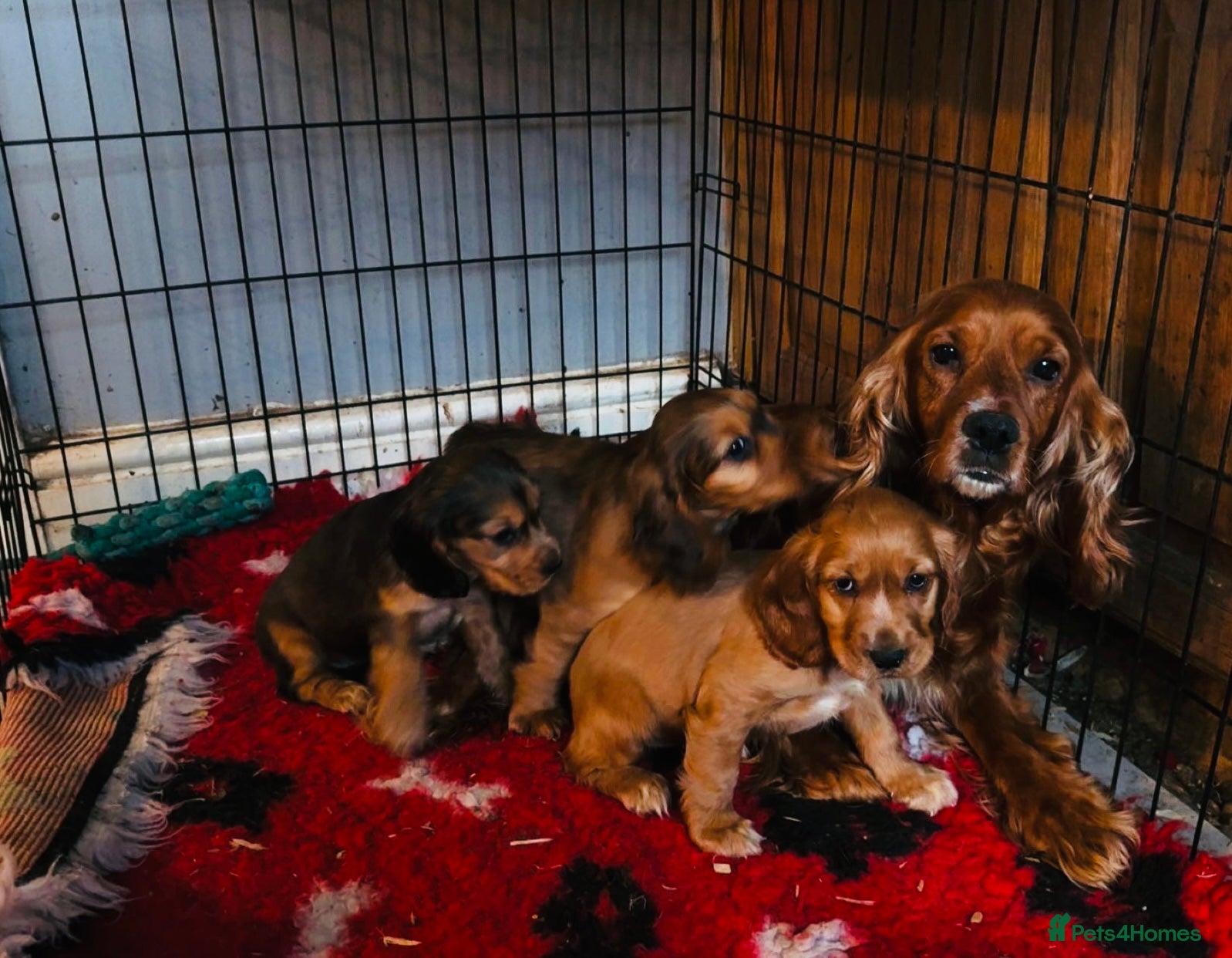Cocker Spaniel dogs Show cocker spaniel puppies ready now  - Advert 1