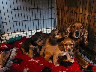 Cocker Spaniel dogs Show cocker spaniel puppies ready now - Advert 10