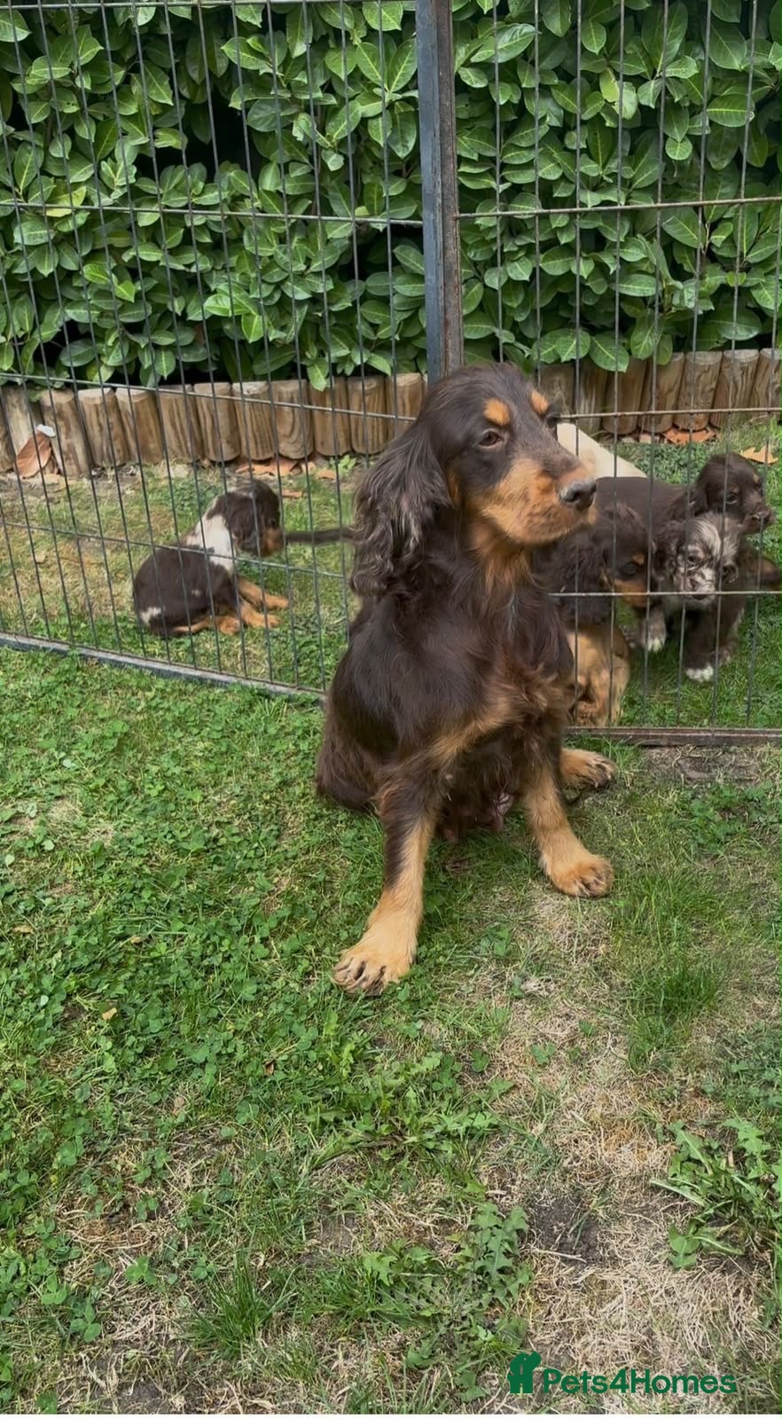 Cocker Spaniel dogs 🐾Beautiful cocker spaniel puppy’s 🐾 - Advert 1