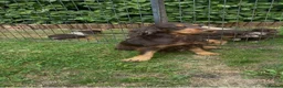 Cocker Spaniel dogs for sale: 🐾Beautiful cocker spaniel puppy’s 🐾 - Advert 1