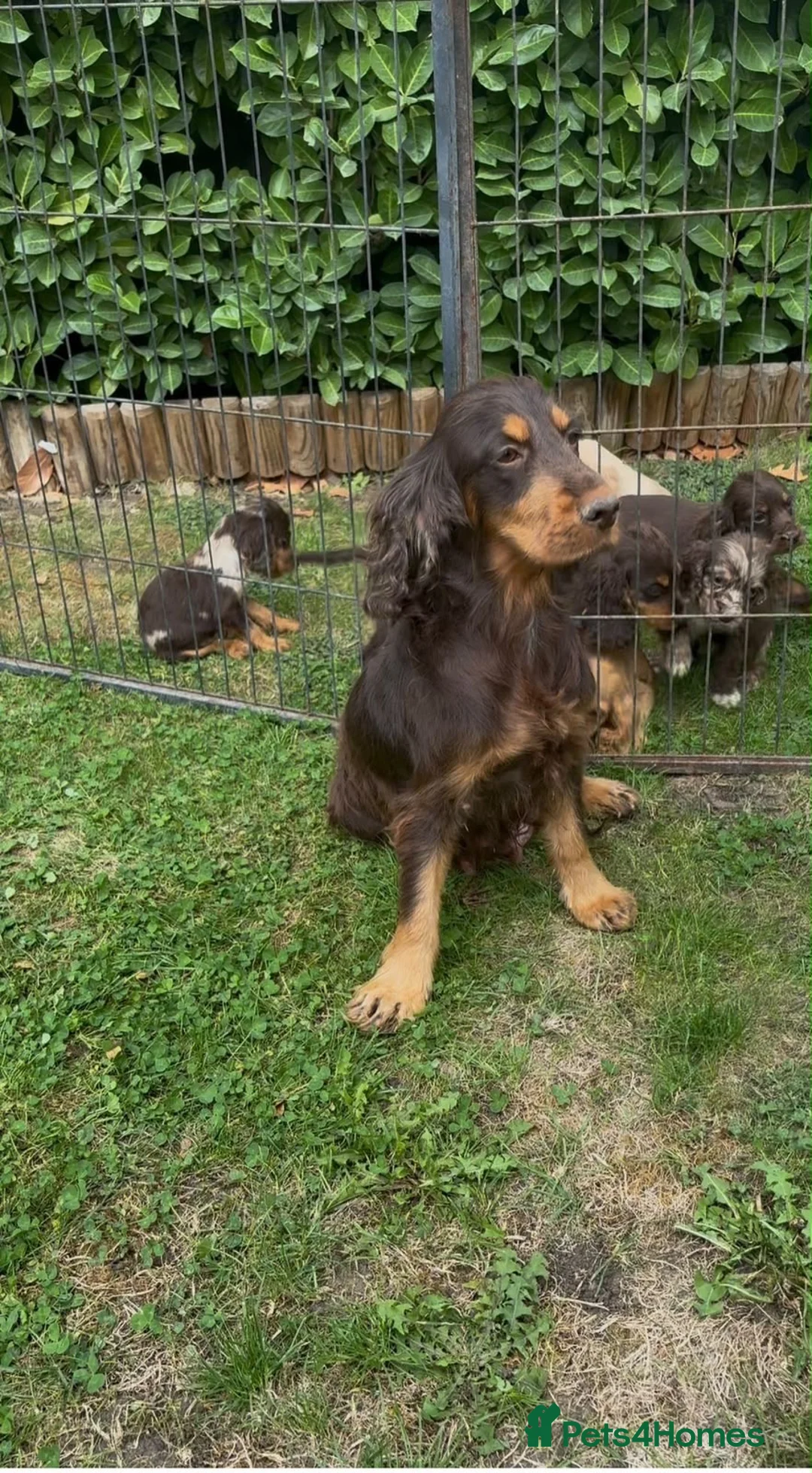 Cocker Spaniel dogs for sale: 🐾Beautiful cocker spaniel puppy’s 🐾 - Advert 1