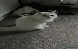 Domestic Shorthair cats for sale: Brother & Sister (not to be split) - Advert 11