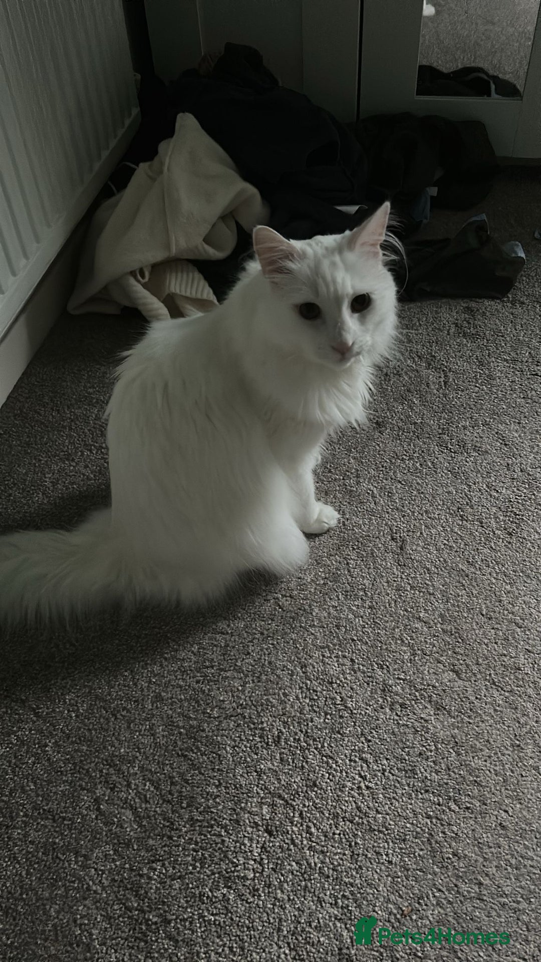 Domestic Shorthair cats for sale: Brother & Sister (not to be split) - Advert 11