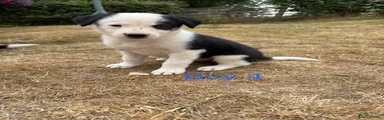 Border Collie boy 4
