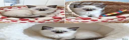 Ragdoll cats for sale: RAGDOLLS GIRL SEAL POINT BLUE EYES  - Advert 1