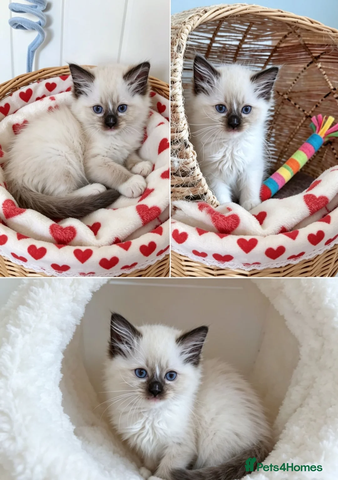Ragdoll cats for sale: RAGDOLLS GIRL SEAL POINT BLUE EYES  - Advert 1