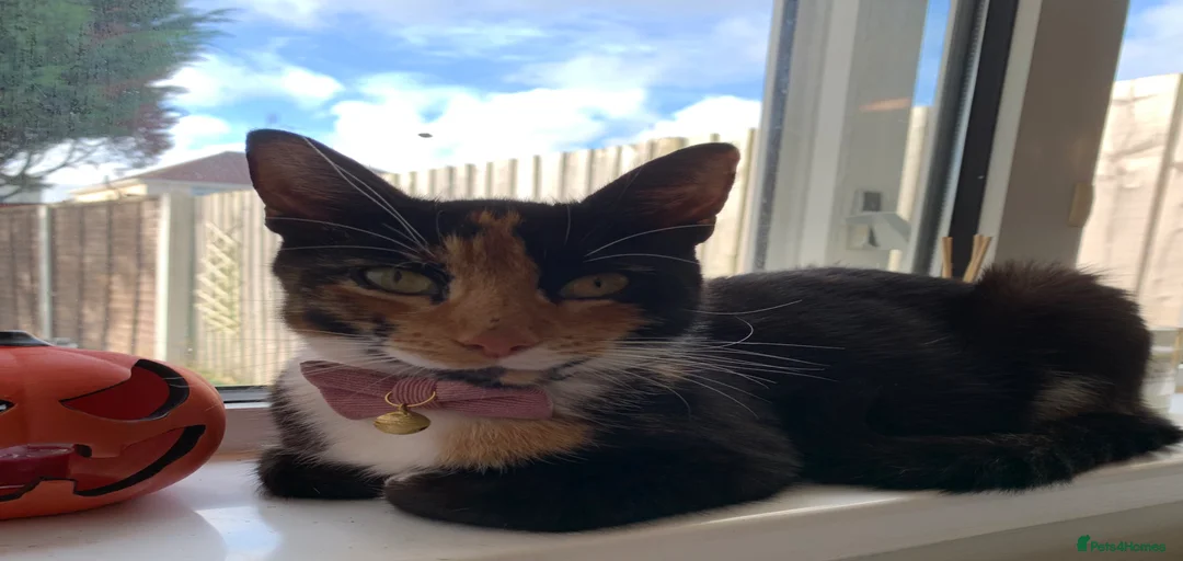 Gallery Image {{count}}