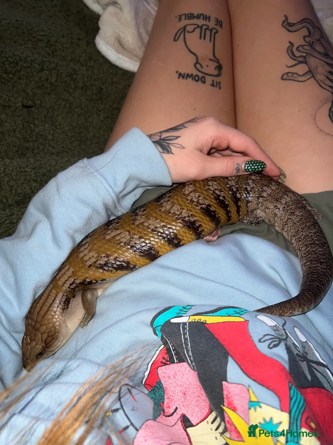 Skink reptiles for sale: Female Northern Blue Tongue Skink - Advert 4