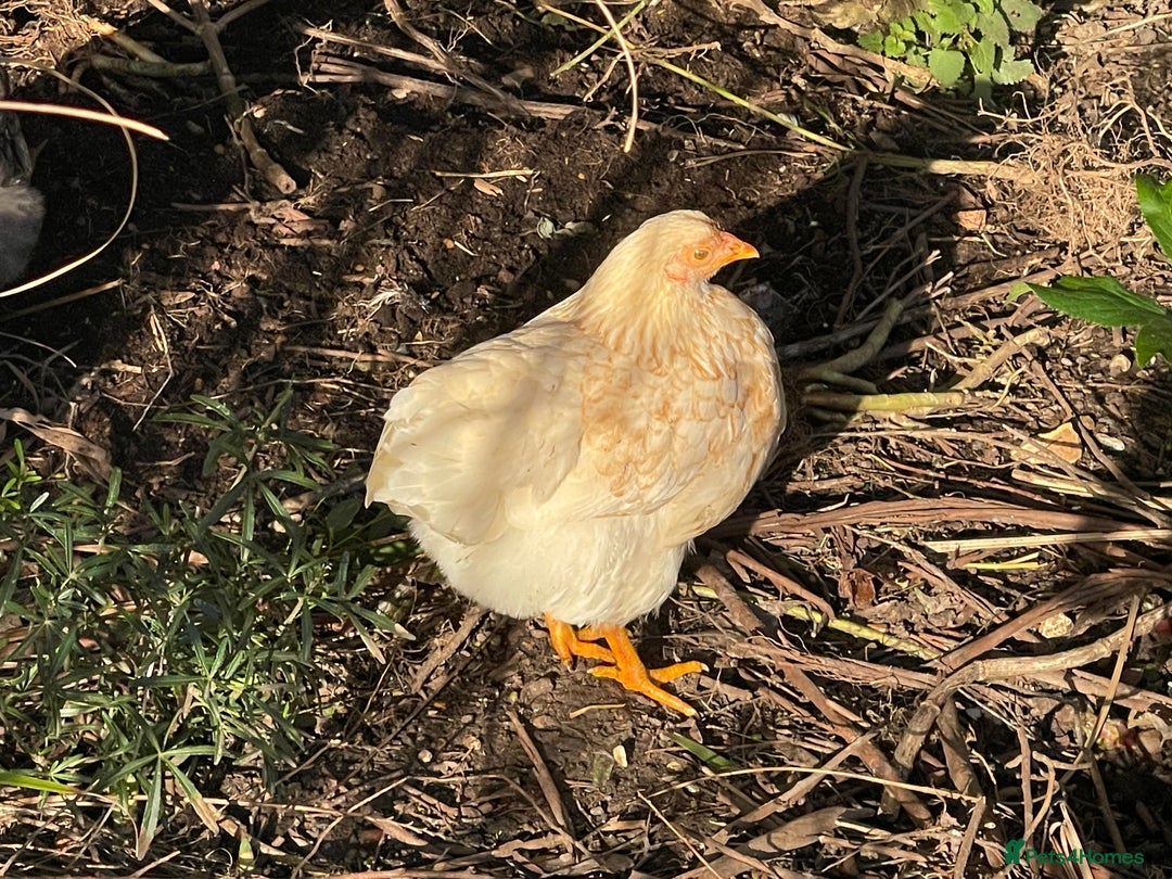 Chickens poultry for sale: BANTAM WYANDOTTE HENS, HATCHED SUMMER ‘25 - Advert 6