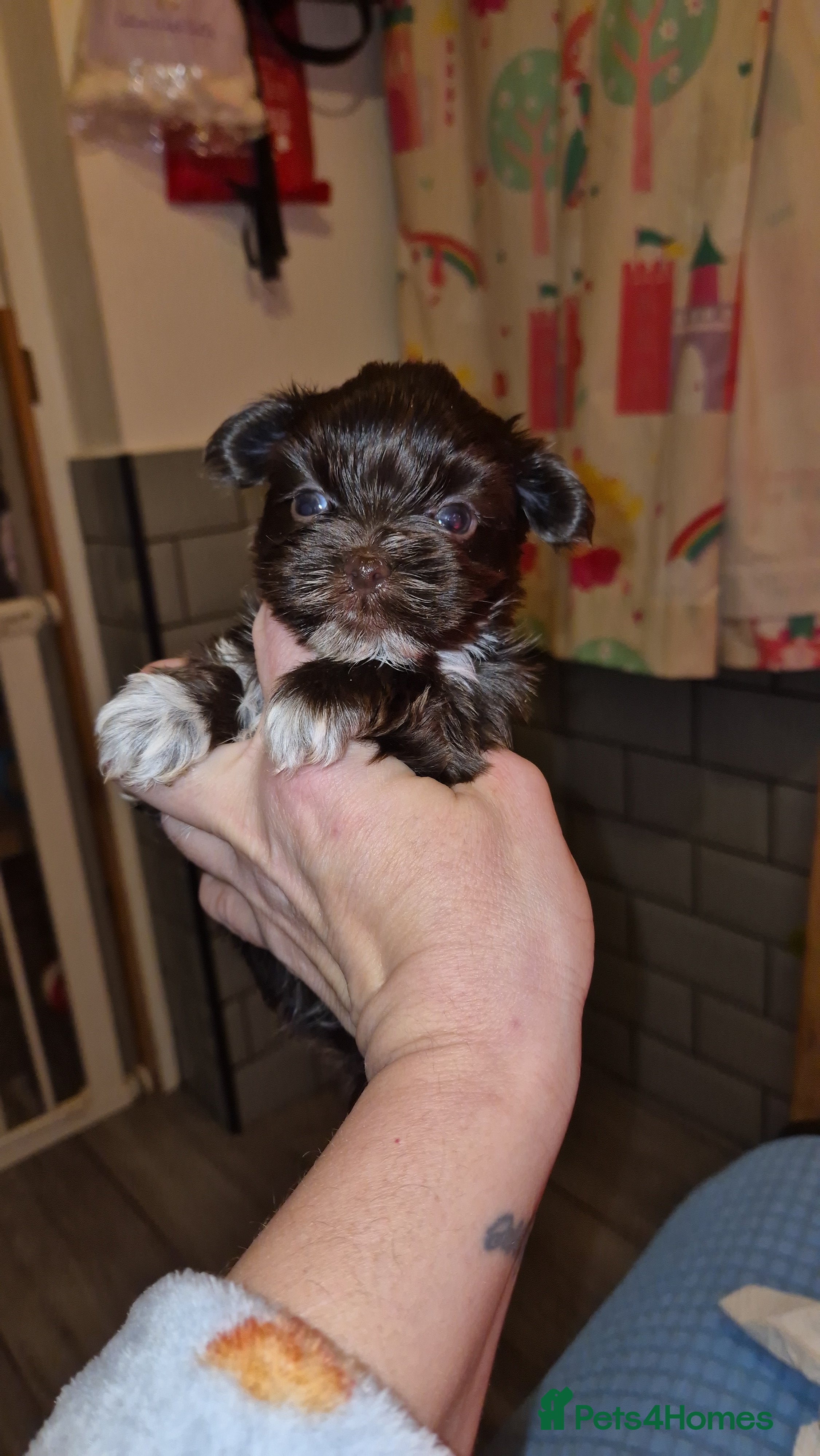 Yorkshire Terrier dogs Yorkshire Terrier puppies chocolate  - Advert 4