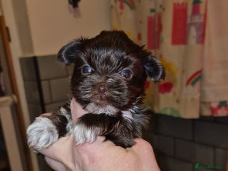 Yorkshire Terrier dogs Yorkshire Terrier puppies chocolate - Advert 4