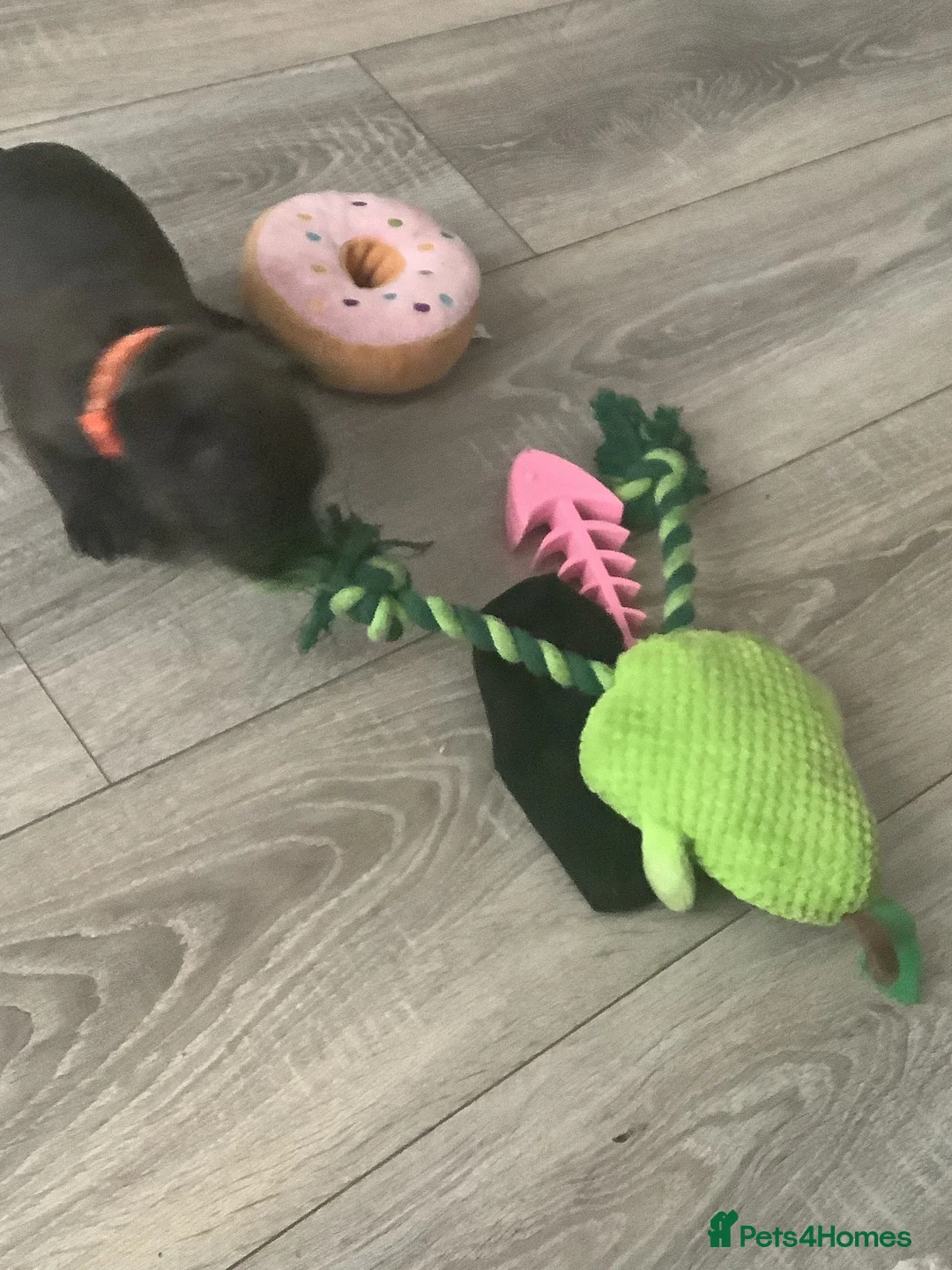 Mixed Breed dogs for sale: Frenchies x Pomeranian puppies - Advert 20