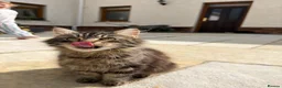 Mixed Breed cats for sale: Long haired kittens for sale  in Carmarthen - Advert 2