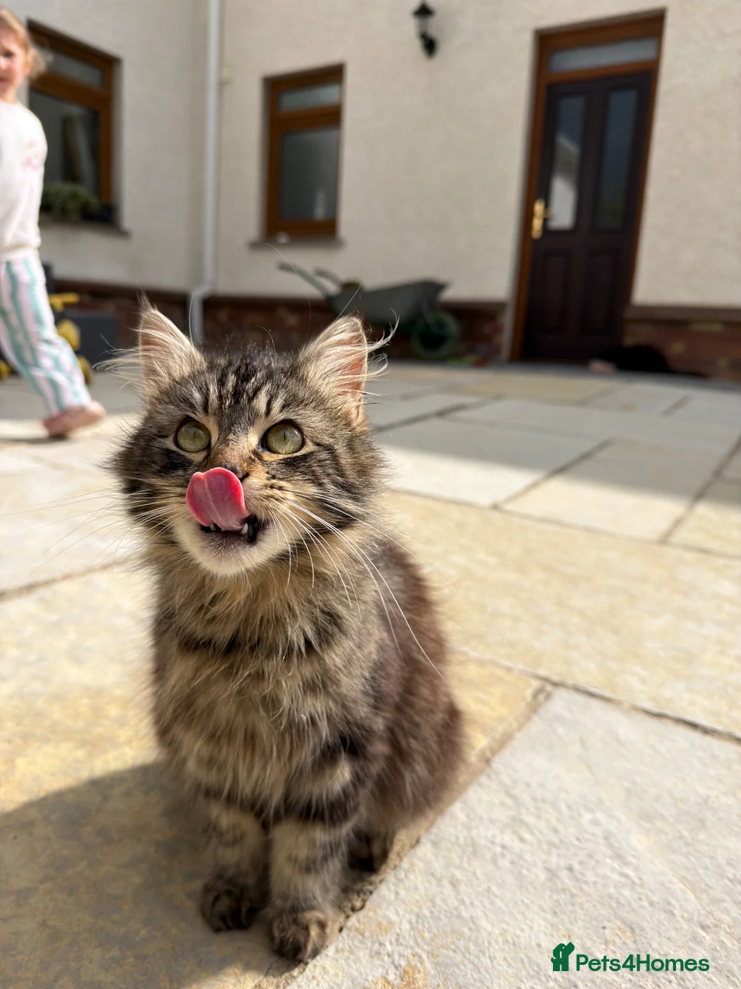 Mixed Breed cats for sale: Long haired kittens for sale  in Carmarthen - Advert 2