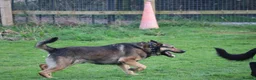 German Shepherd dogs for sale: Trained family gsd male - Advert 11