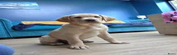 Labrador Retriever dogs for sale: Gorgeous Golden Labrador Girl, KC bloodline - Advert 13