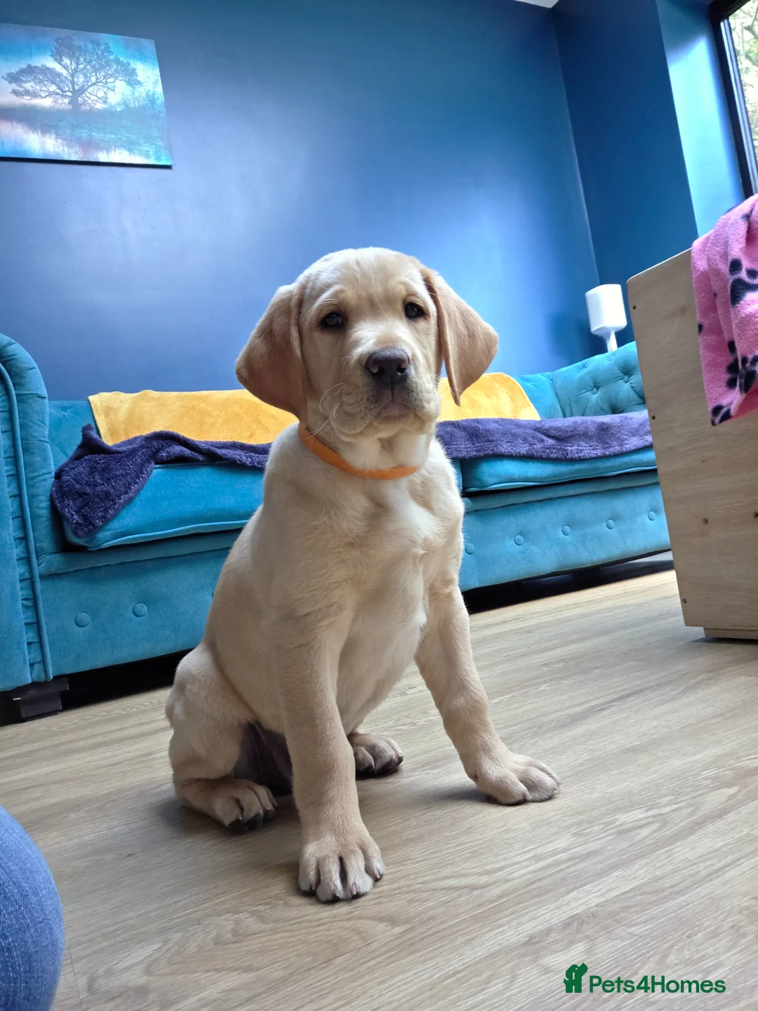 Labrador Retriever dogs for sale: Gorgeous Golden Labrador Girl, KC bloodline - Advert 13