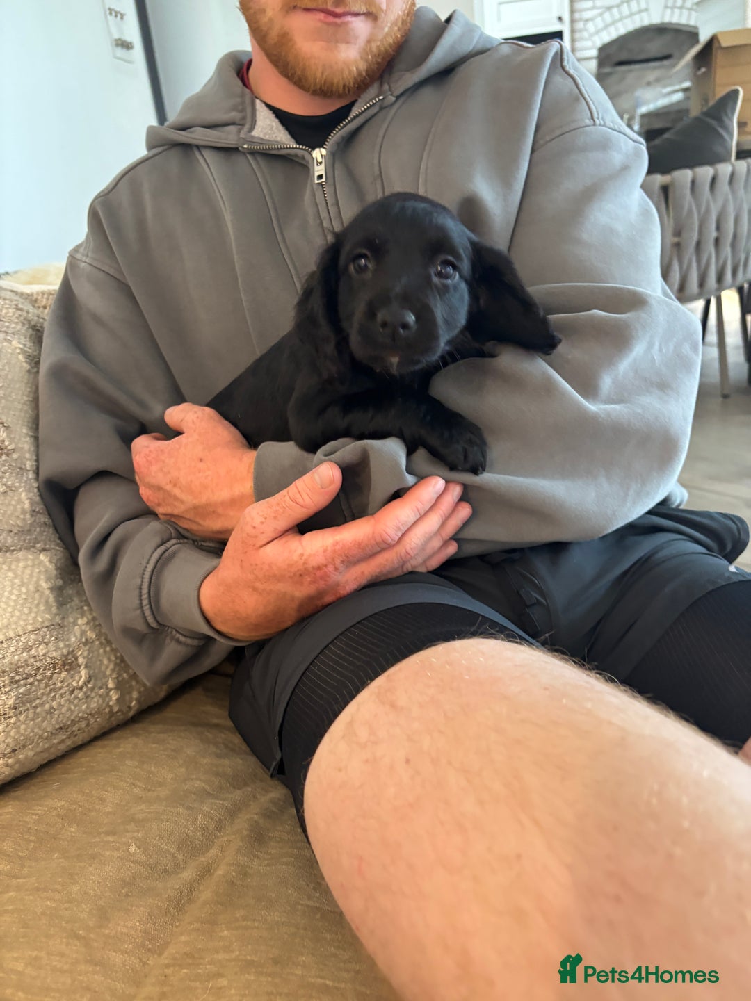 Cocker Spaniel dogs for sale: 3 boys left - Outstanding working cocker spaniels - Image 22