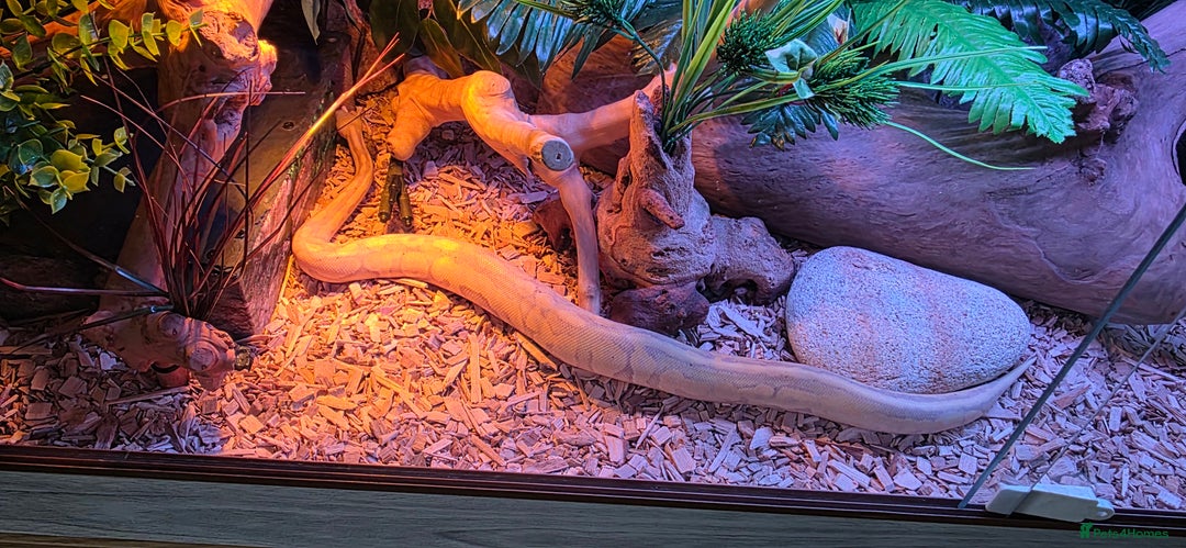 Python Snake reptiles for sale: Banana pastle royal python male and full set up - Image 11