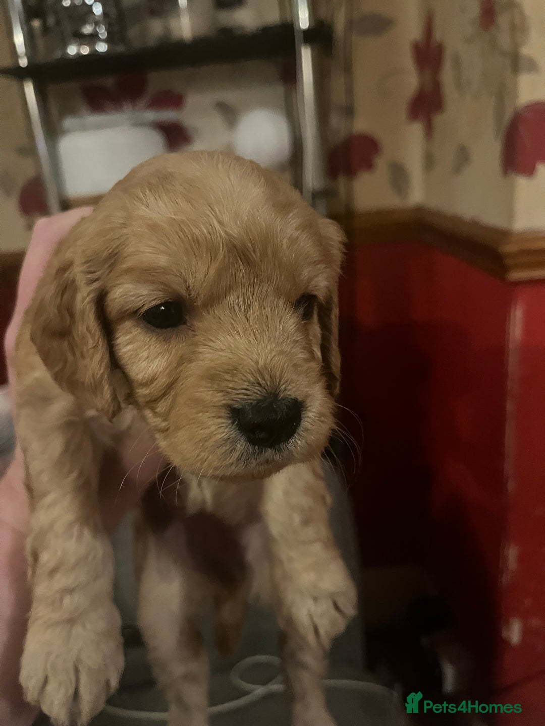Cockapoo dogs for sale: Cockapoo F1B puppies - Advert 6