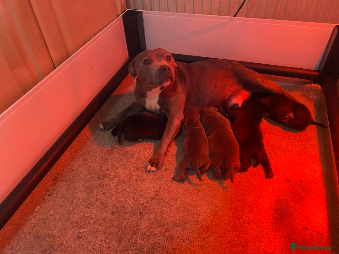 Staffordshire Bull Terrier dogs for sale: Billionaire bills pups  in Oldham - Advert 2