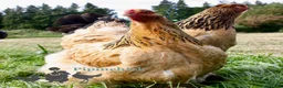 Chickens poultry for sale: Chickens For Sale, Various Breeds - Advert 13