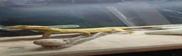 Bearded Dragon reptiles for sale: Citrus bearded dragon  - Advert 1