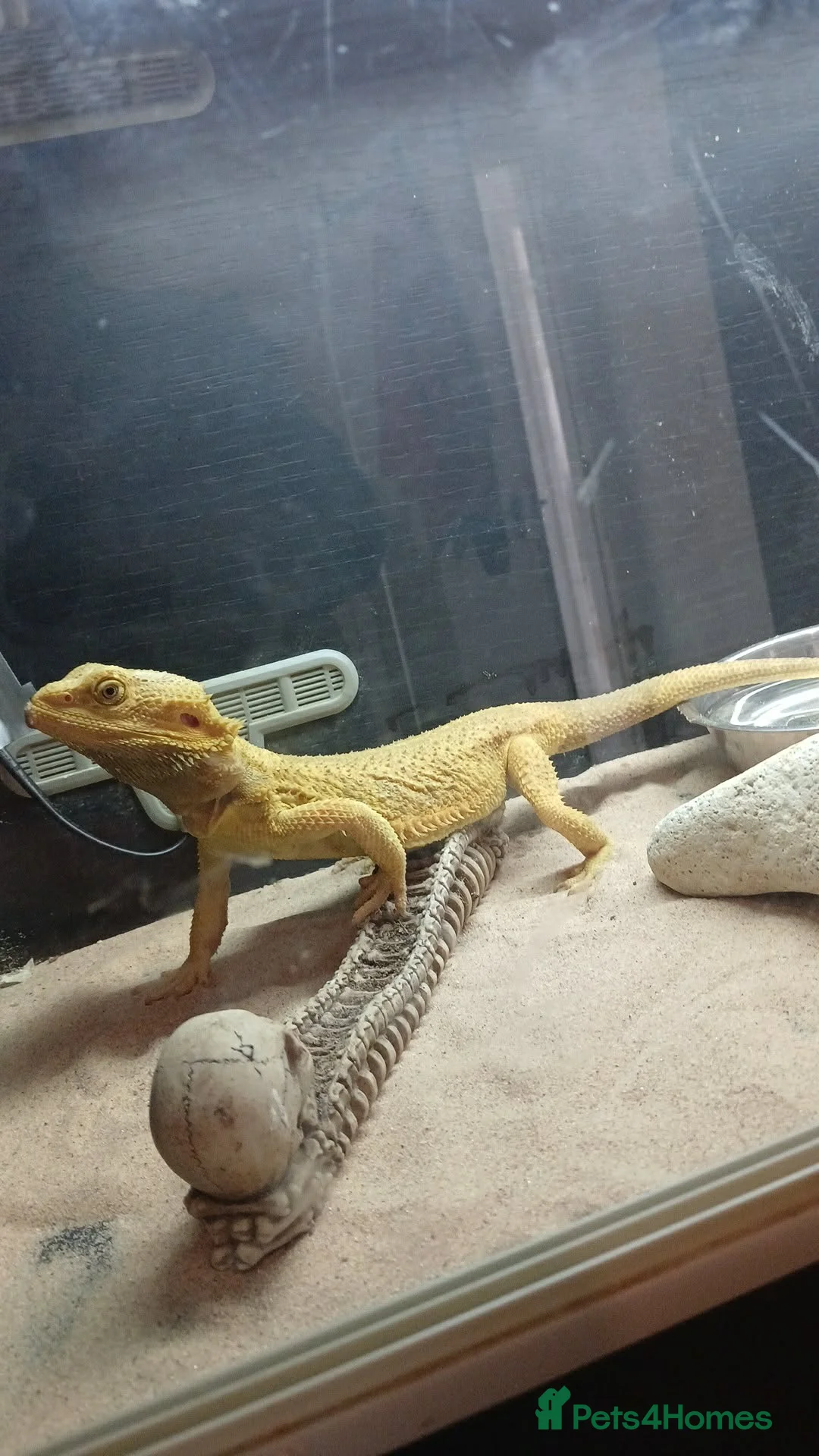 Bearded Dragon reptiles for sale: Citrus bearded dragon  - Advert 1