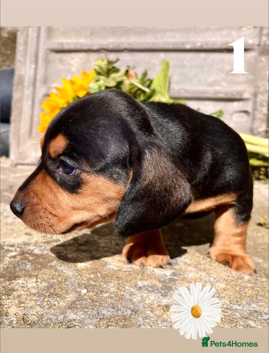 Miniature Dachshund dogs for sale: 💕 Lovely Miniature Dachshund Puppies - Advert 2