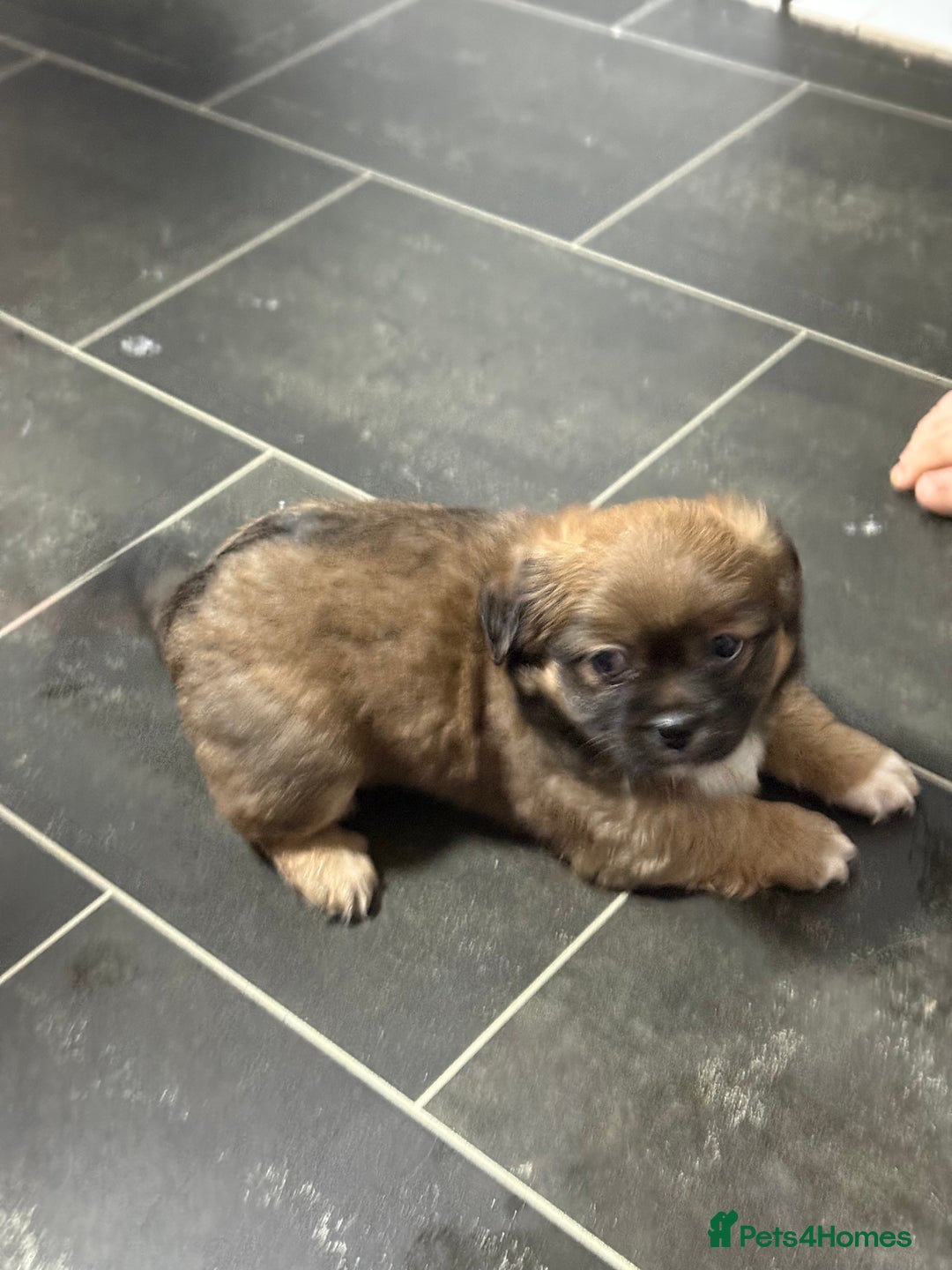 Tibetan Spaniel dogs for sale: Tibetan spaniel  - Advert 2